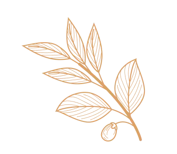 Decorative botanical leaf element at Aristella Cafe